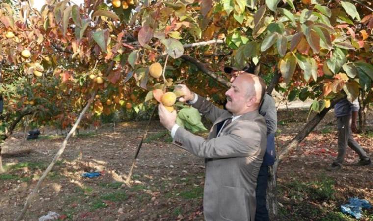 Trabzon hurmasında hasat başladı! Adres Karadeniz değil...
