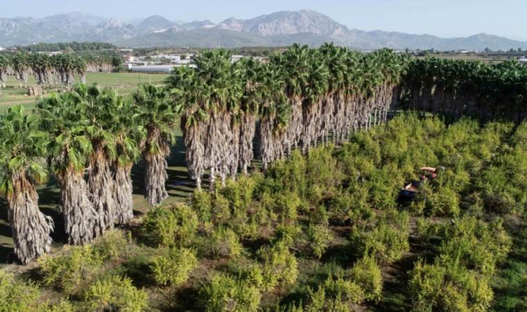 Türkiye'nin nar üretiminin dörtte birini karşılıyor... 60 bin dekar alanda yaklaşık 175 bin ton