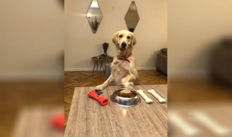 İhmal Maya'nın canına mal oldu