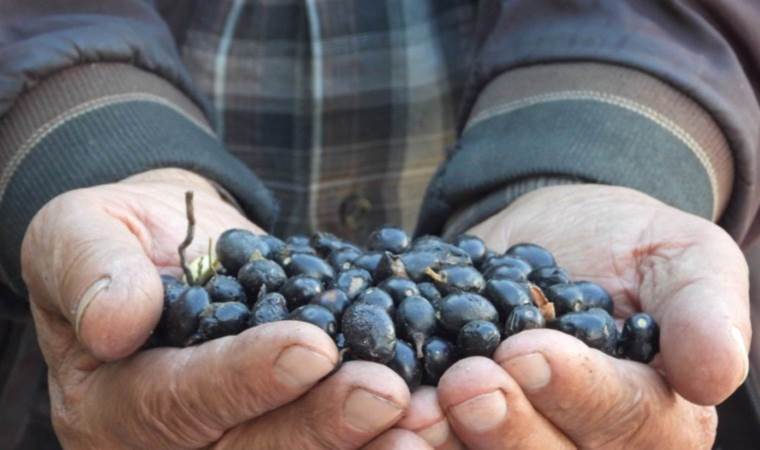 Doğada kendiliğinden yetişiyor, binbir zahmetle üretiliyor:  Litresi 200 lira...