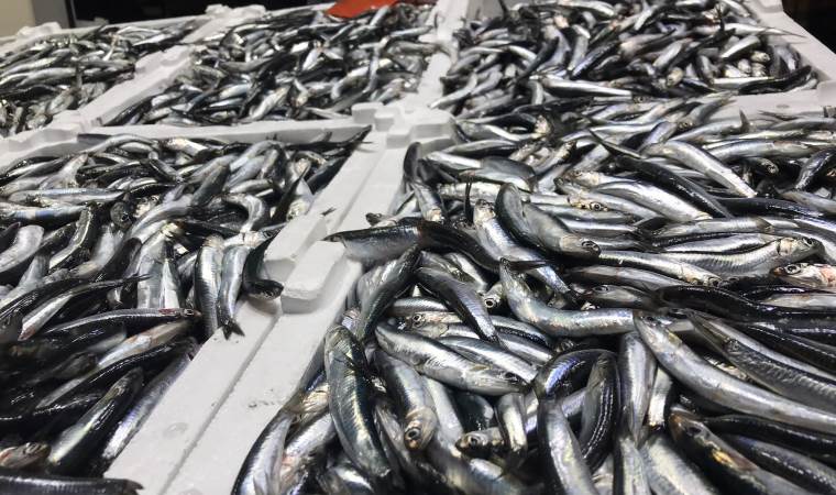 İklim değişikliği hamsiyi vurdu: 'Yakalayamıyoruz'