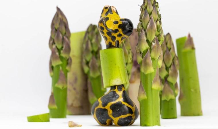 Zürafaların boynu neden uzun?