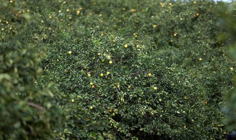 Çukurovalı limon üreticileri fiyat desteği istiyor: 'Rekolte yükseldi pazar daraldı'