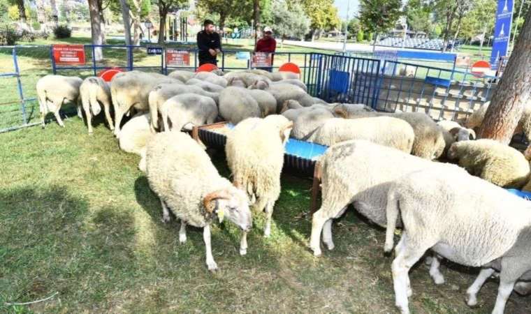 Üreticiye küçükbaş hayvan ve yem bitkisi tohumu desteği