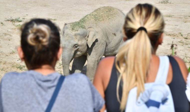 Doğal Yaşam Parkı’nın fili Deniz Gaziantep’e gidiyor