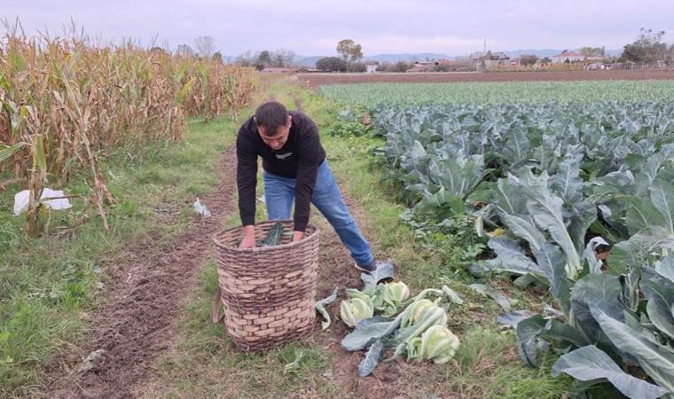 Kış sebzeleri Bafra Ovası'ndan sofraya gelecek...   70 bin ton rekolte bekleniyor