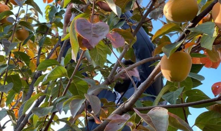 Irak'ın sıfır noktasında hasat başladı: 2 yıl önce ektiler, taleplere yetişemiyorlar