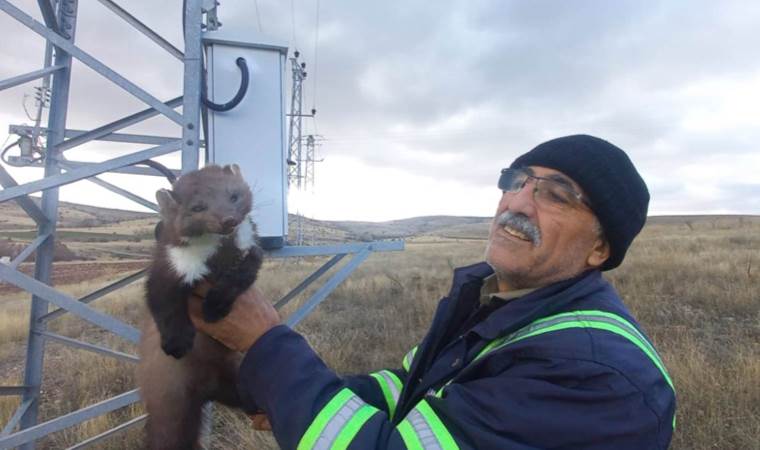 Trafoya bu kez 'kedi' değil, sansar girdi