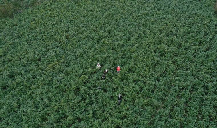 Gönen'de hasat başladı: 7 mahallede yıllık 7 bin 753 ton üretiliyor