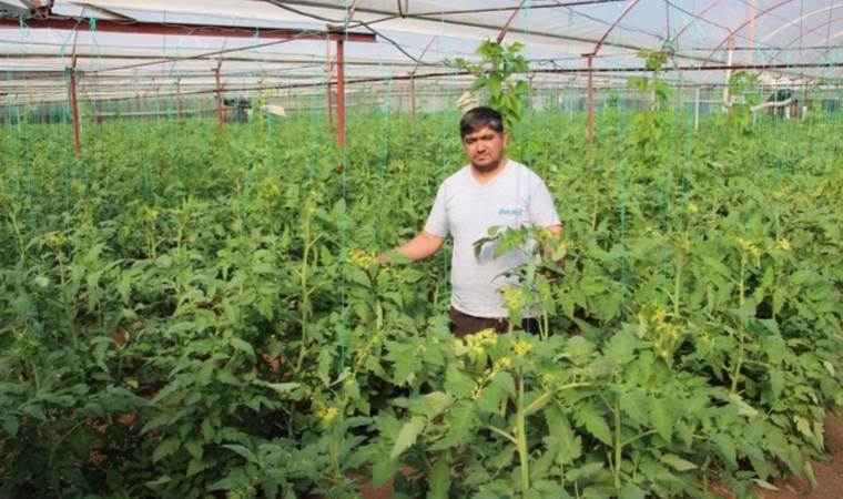 3 bin 800 fidandan 400 bin liralık hasat bekleyen çiftçiye yabancı ot ilacı şoku