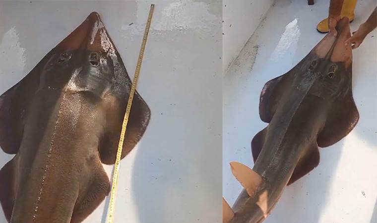 Koruma altındaki 'insan yüzlü' balık, denize geri bırakıldı