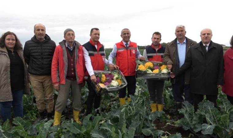 Bafra Ovası'nda rengarenk hasat: Turuncu, sarı, mor... Yurtdışından talep ediliyor