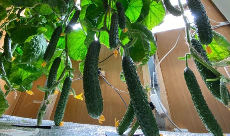 Rus bilim insanları duyurdu: Antarktika'da bir ilk!