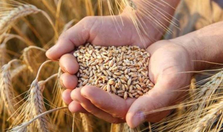 TMO'dan 7 bin 500 ton hububat çalındı: HKP'den 5 isme suç duyurusu