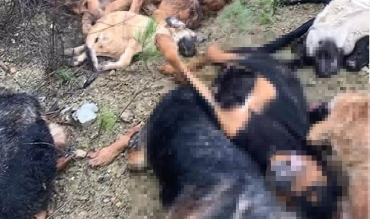 Son dakika haberi... Bilecik'te köpek katliamı! 4 kişi gözaltına alındı