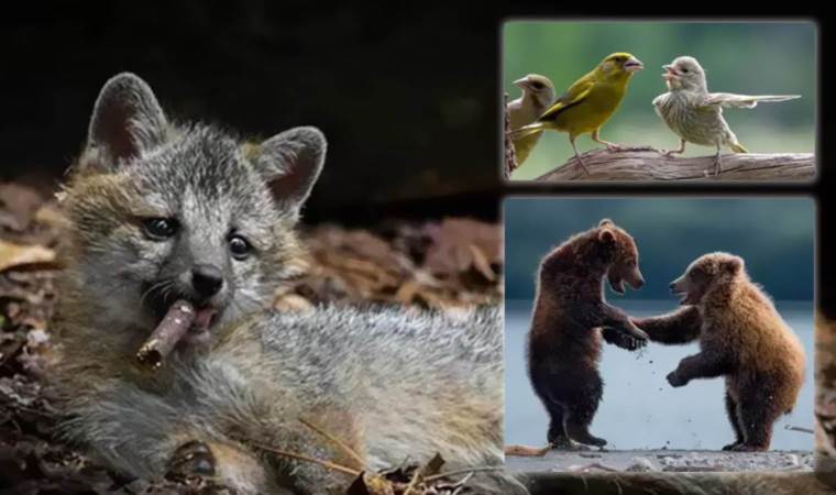 Kuşlardan ayılara, kangurulardan baykuşlara...