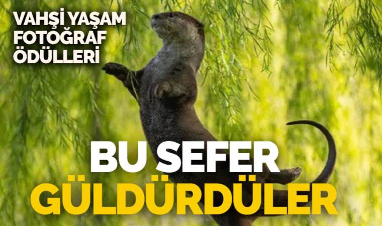 2023 Komedi Vahşi Yaşam Fotoğraf Ödülleri finalistleri belli oldu