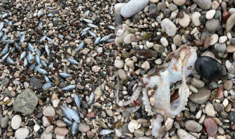 Konyaaltı Sahili'nde korkutan görüntü... Balık ölümleri endişe yarattı!