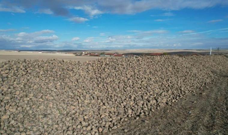 Ankara’da hasat bitti: Ürünler tarlada dağ gibi yığılı kaldı