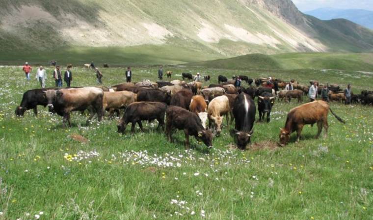 Resmi Gazete'de yayımlandı! Hayvancılık destekleri artırıldı