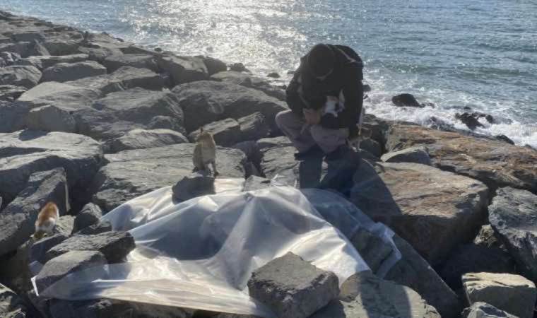 İstanbul'da dev dalgalar sonucunda çok sayıda kedi boğularak öldü