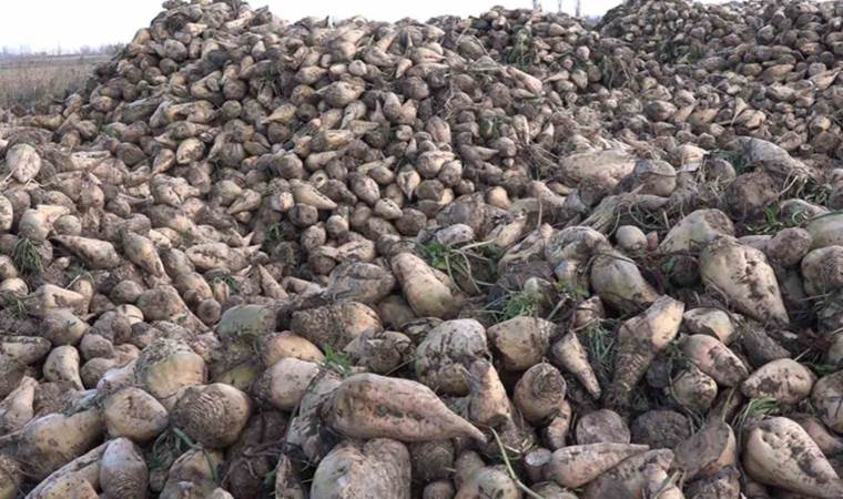 Doğu'nun Çukurova'sında şeker pancarı hasadı başladı