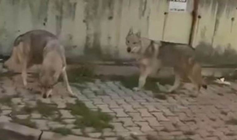 'Başakşehir'deki aç kurtlar' Çekoslovak kurt köpeği çıktı