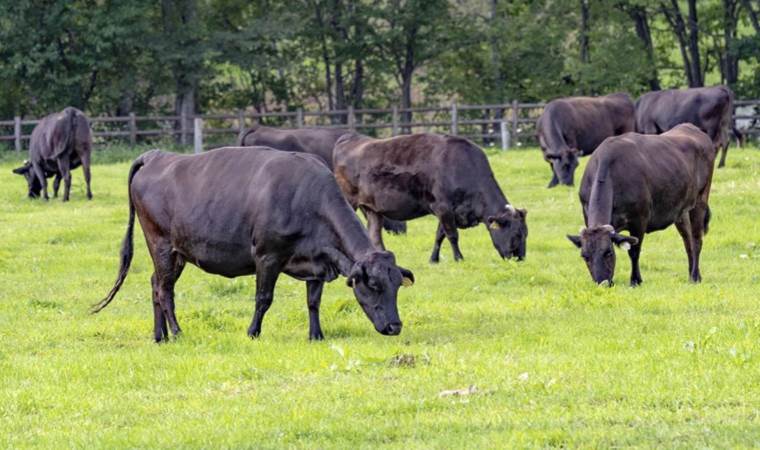 Japonya'da Matsusaka ırkı sığır açık artırmada 30 milyon yene satıldı