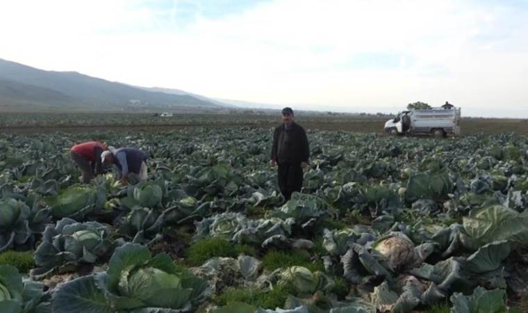 Muş ovasında yetişiyor: Tanesi 60, kilosu 6 lira