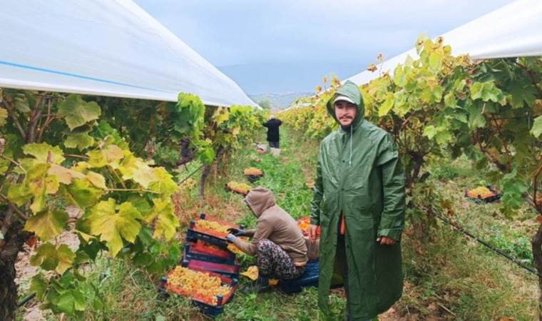 Manisa'da hasat yağmur çamur dinlemedi!