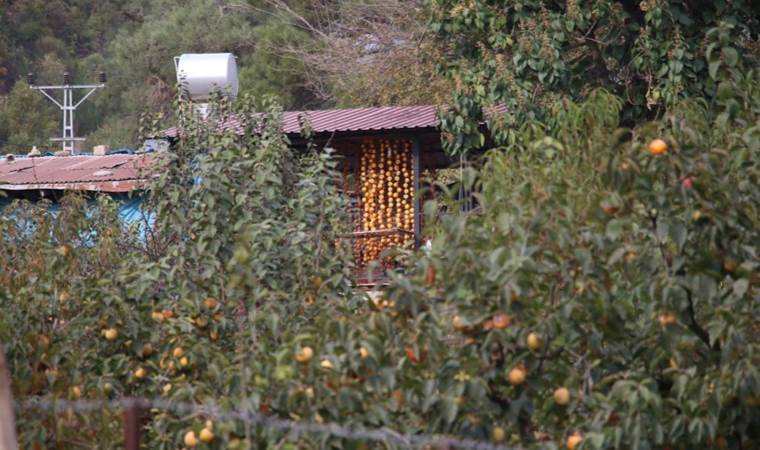 Kurutunca değeri artıyor, üreticiler siparişlere yetişemiyor