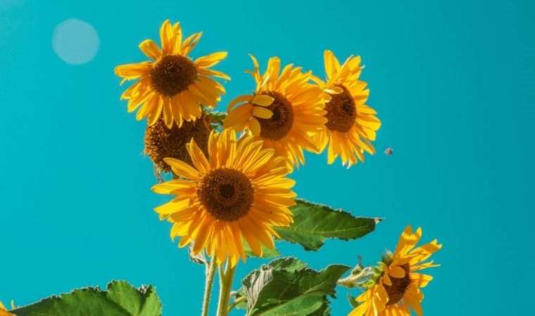 Ayçiçeklerinin Güneş'e nasıl döndüğü halen bir gizem