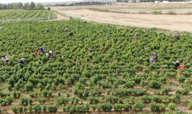 Deprem kentinde 'en acı' hasat başladı