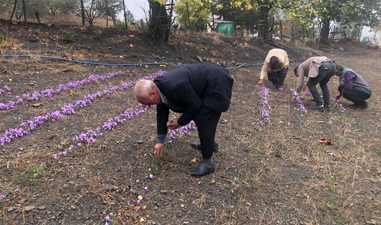 "Dünyanın en pahalı baharatı"  bu yıl yüzleri güldürmedi