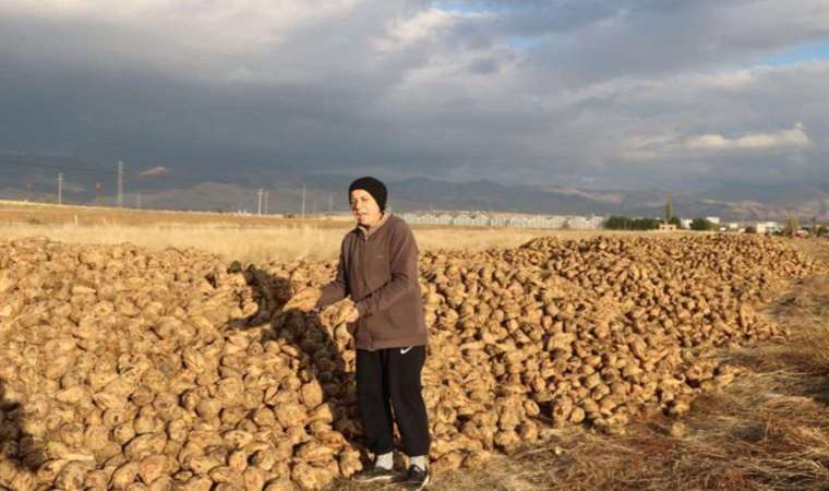 Sandıklı'da hasat zamanı: 100 bin ton üzerinde rekolte bekleniyor