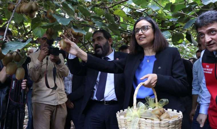 Coğrafi işaret tescilli hasat başladı...  Yalova'nın "24 ayar altını"