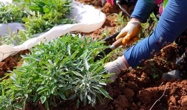 Yılın ikinci hasadı başladı: 20 çeşit tıbbi bitki...
