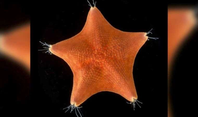Denizyıldızlarının tamamen 'kafadan' oluştuğu ortaya çıktı