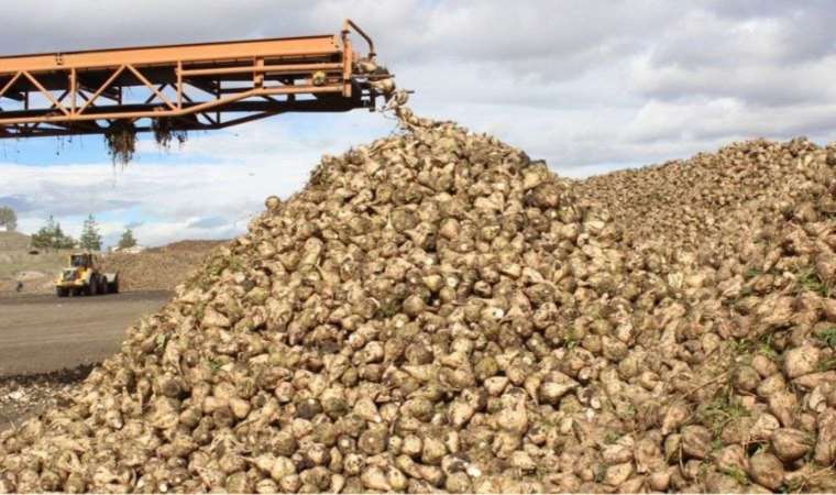 Kars'ın tatlı hazinesi: Akyaka'da hasat zamanı...