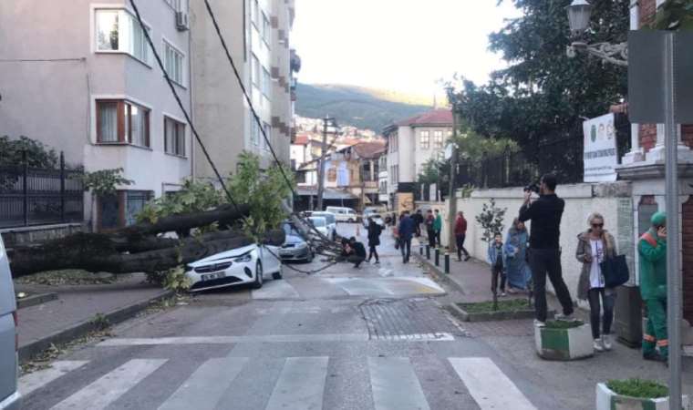 Lodos ağaç ve elektrik direğini devirdi!