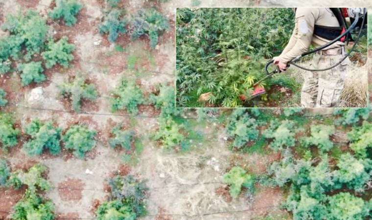 Diyarbakır'da 403 kilo esrar ile Hint keneviri ve skunk ele geçirildi