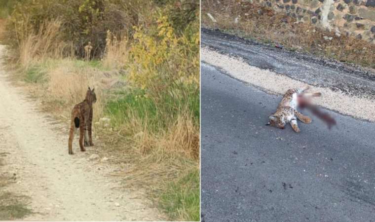 Araç çarpan 'Ormanın hayaleti' öldü