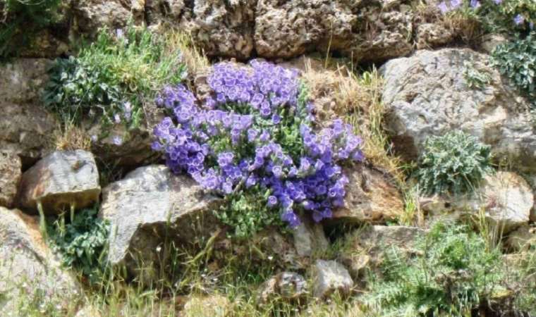 Bu bitkiyi koparmanın cezası 245 bin TL