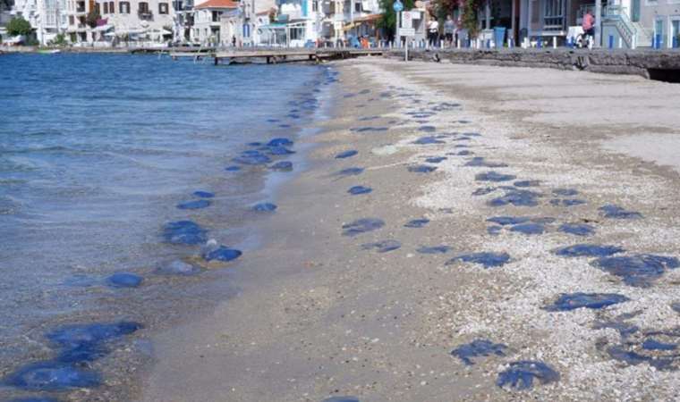 İzmir'de denizanası istilası: Yüzlercesi kıyıya vurdu