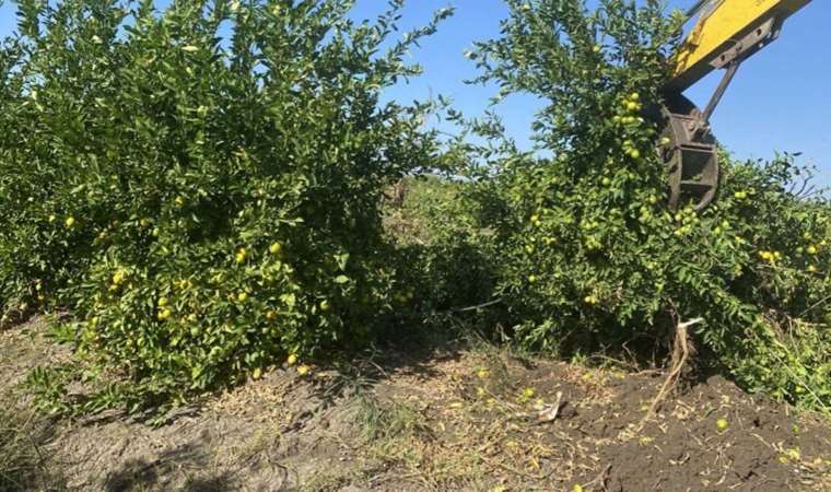 Kilosu 30 kuruşa kadar geriledi, ürünler dalında kaldı: Markette 20 liraya satılıyor