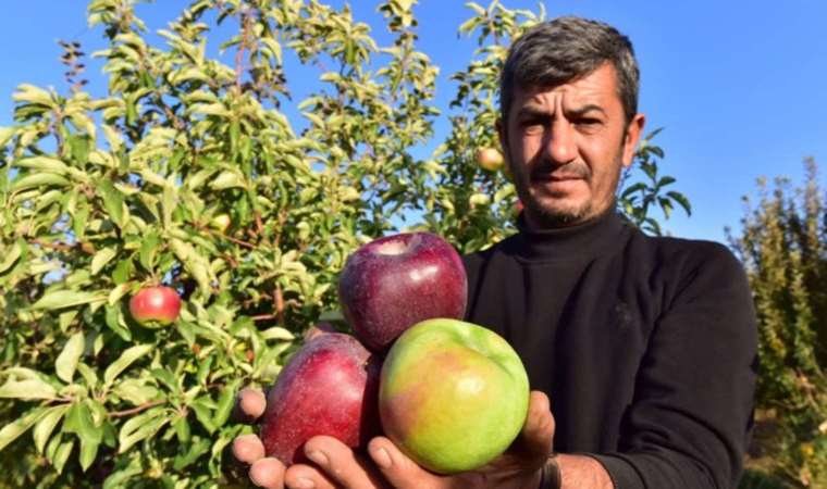 Ahlat'ta hasat başladı: 4 bin ton hasılat bekleniyor... Her renkten var