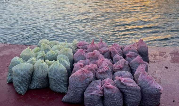 Kadıköy'de 1 ton kaçak midye yakalandı: Tekne ruhsatsız çıktı!