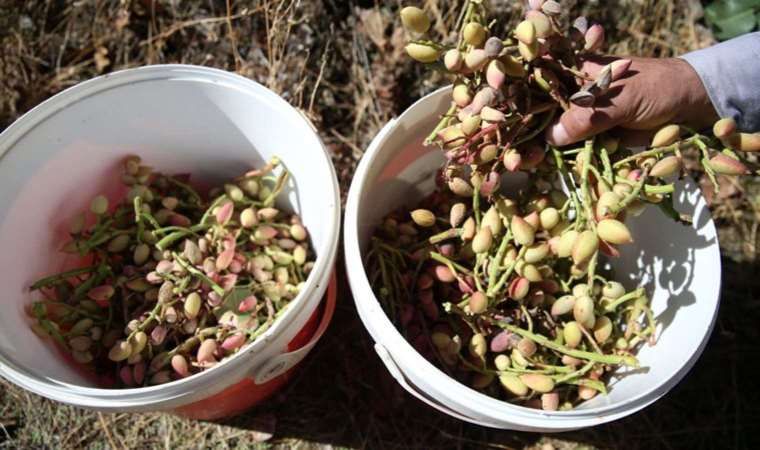 Adı Siirt'ten, aşısı Bitlis'ten: Hasat başladı, menengiç ağaçları fıstığa dönüşüyor