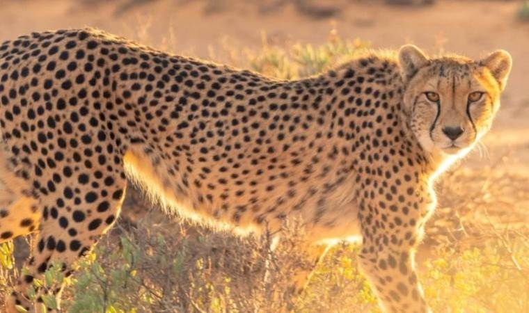 Sıcaklıkların artması çitaların avlanma alışkanlıklarını değiştirdi
