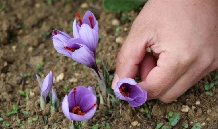 Dünyanın en pahalı baharatı... 'Safran' fiyatıyla dudak uçuklatıyor!
